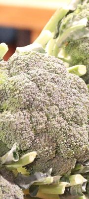 brocoli - 1024 x 768